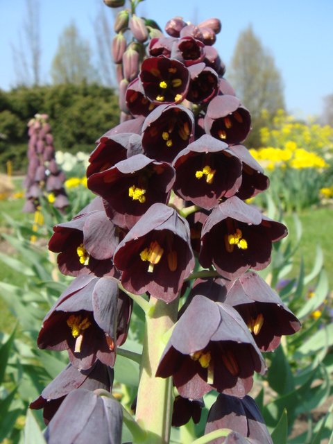 Fritillaria persica fleur